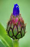 Mountain Bluet Bud_49378-9